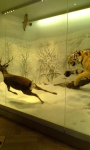 Tiikeri hyökkää lumisissa maisemissa