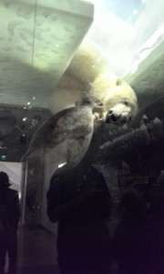 Jääkarhu pyydystämässä hyljettä